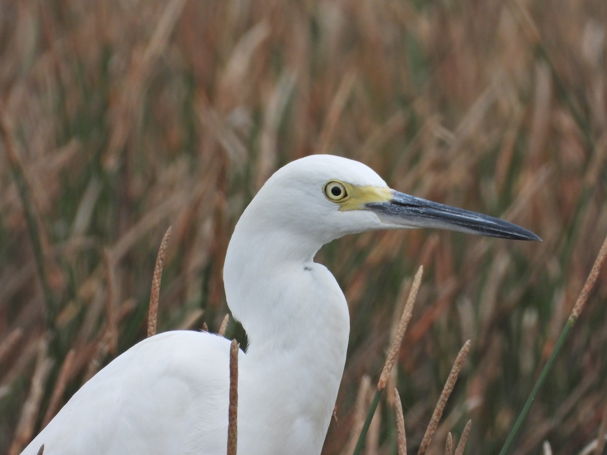 Snowy Egret - ML609023822