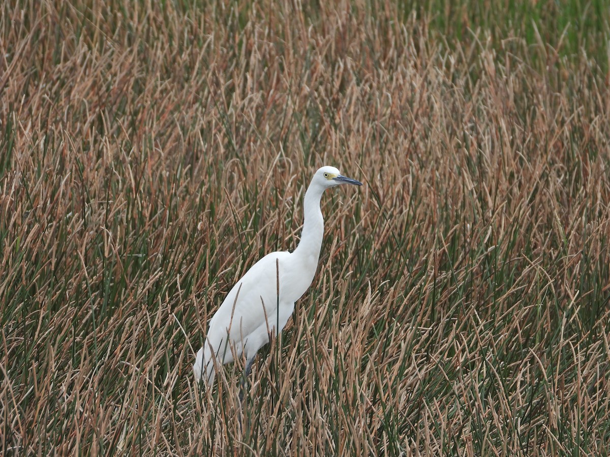 Snowy Egret - ML609023823