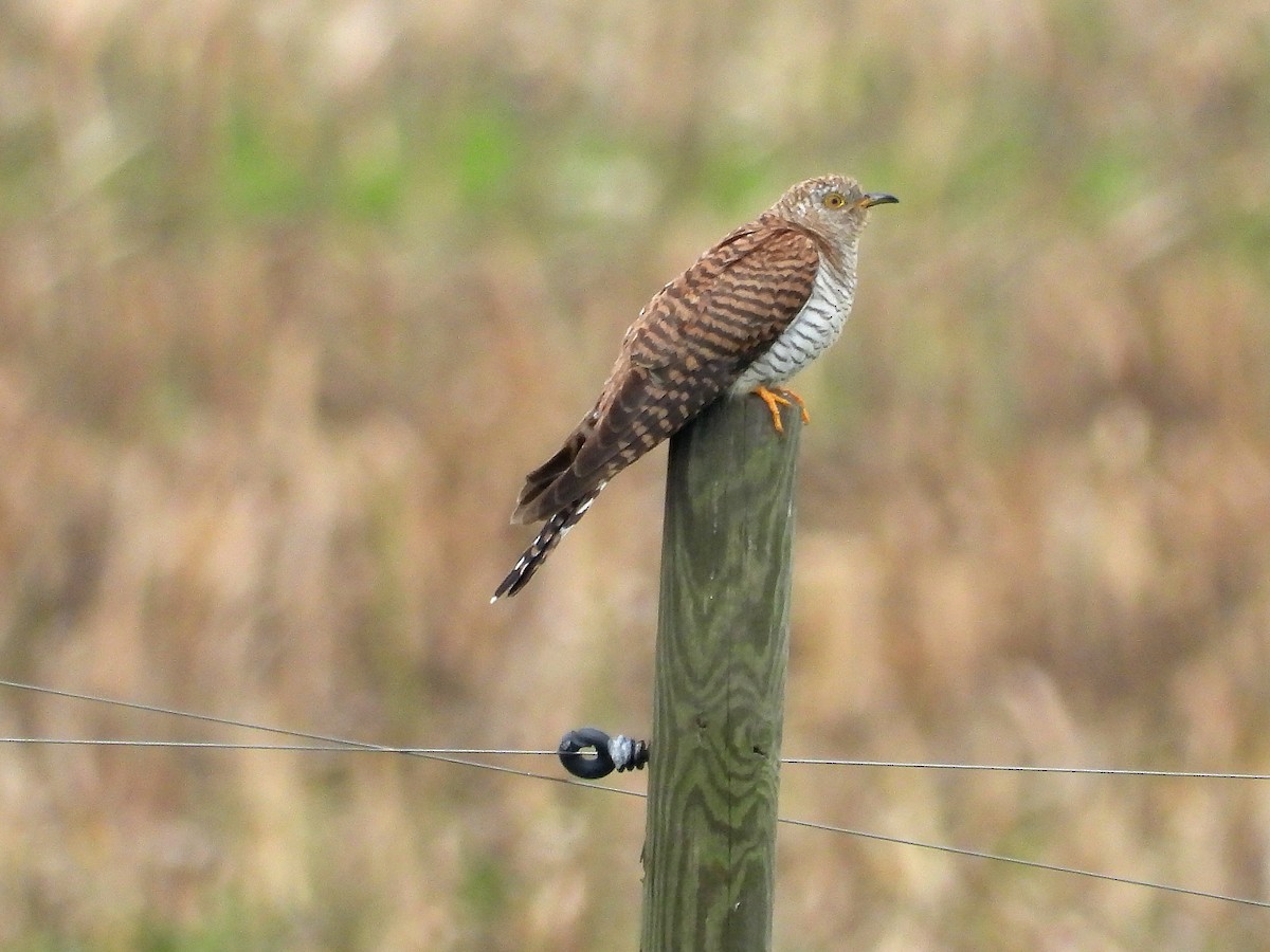 Common Cuckoo - ML609023846