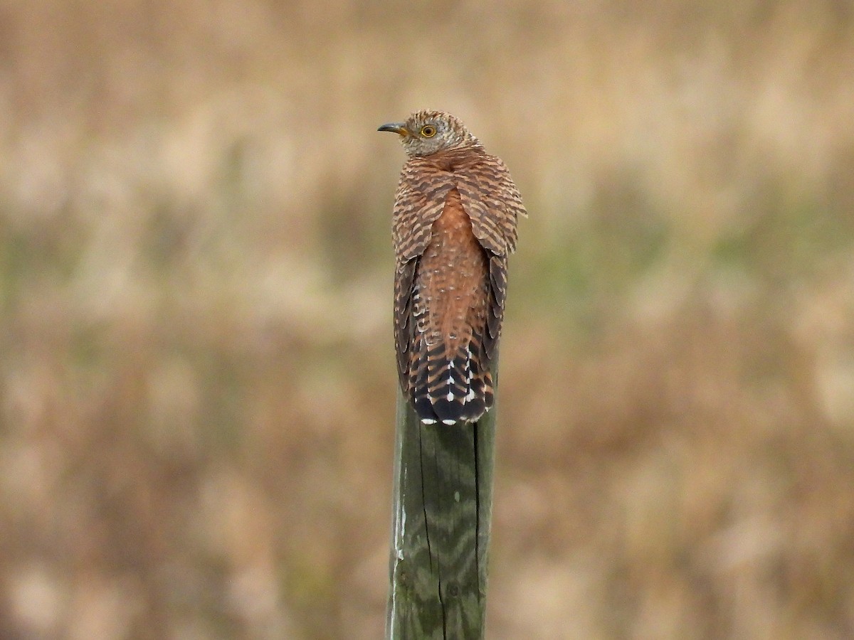 Common Cuckoo - ML609023847