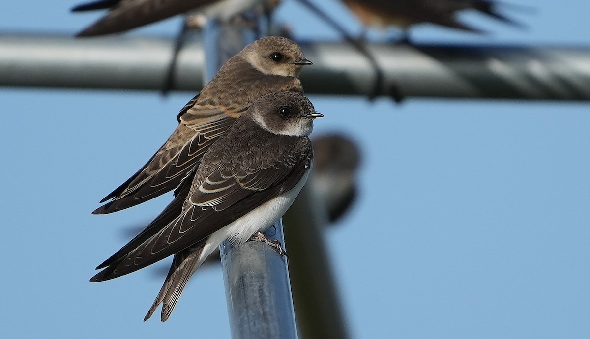 Ластівка бліда - ML609023919