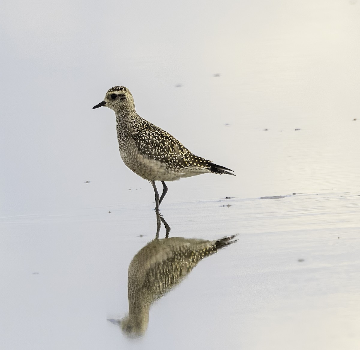 American Golden-Plover - ML609023955