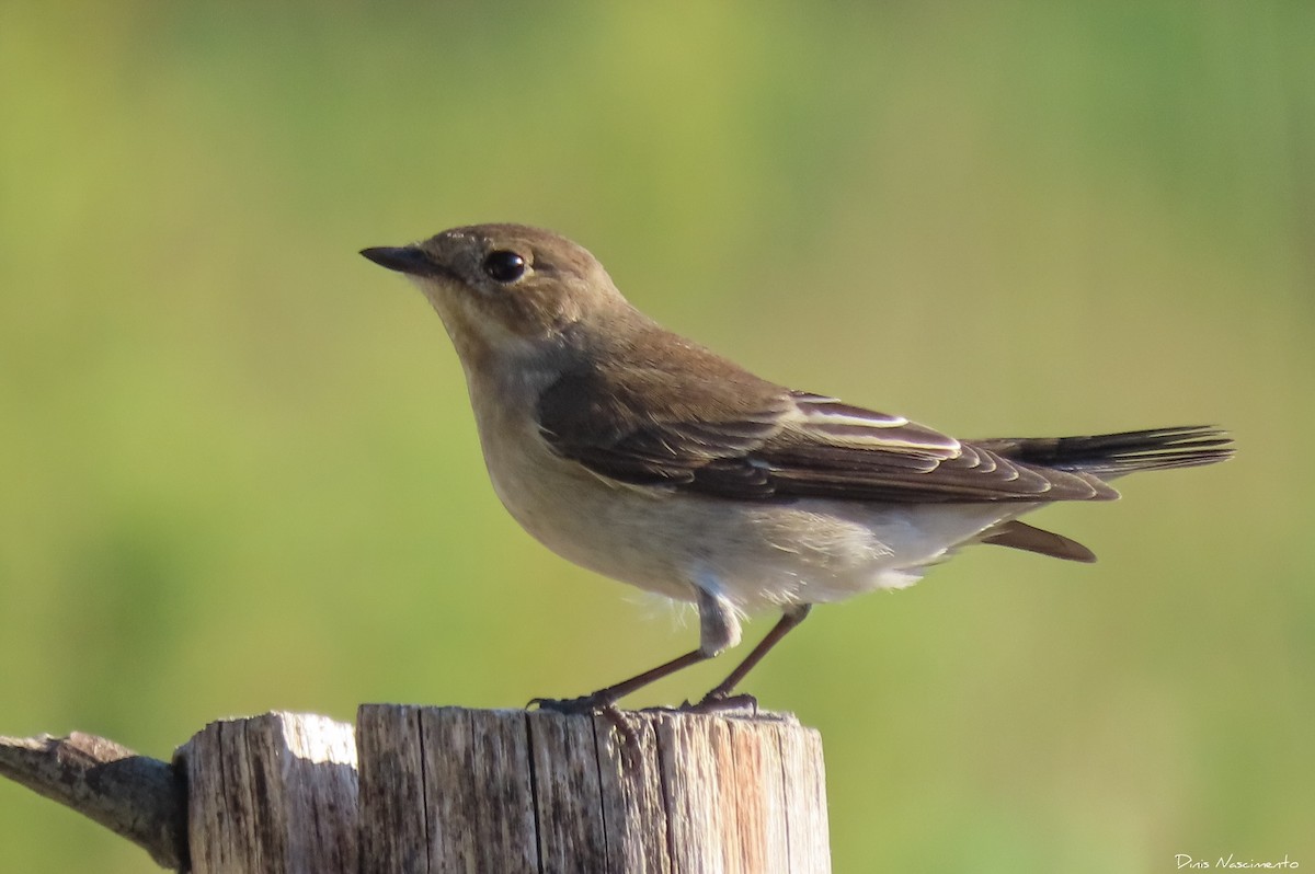 European Pied Flycatcher - ML609023972