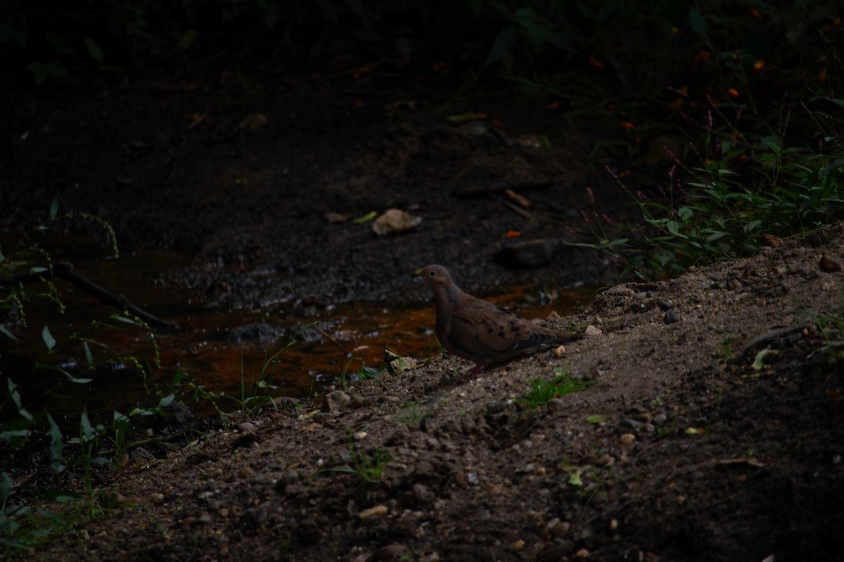 Mourning Dove - ML609023975