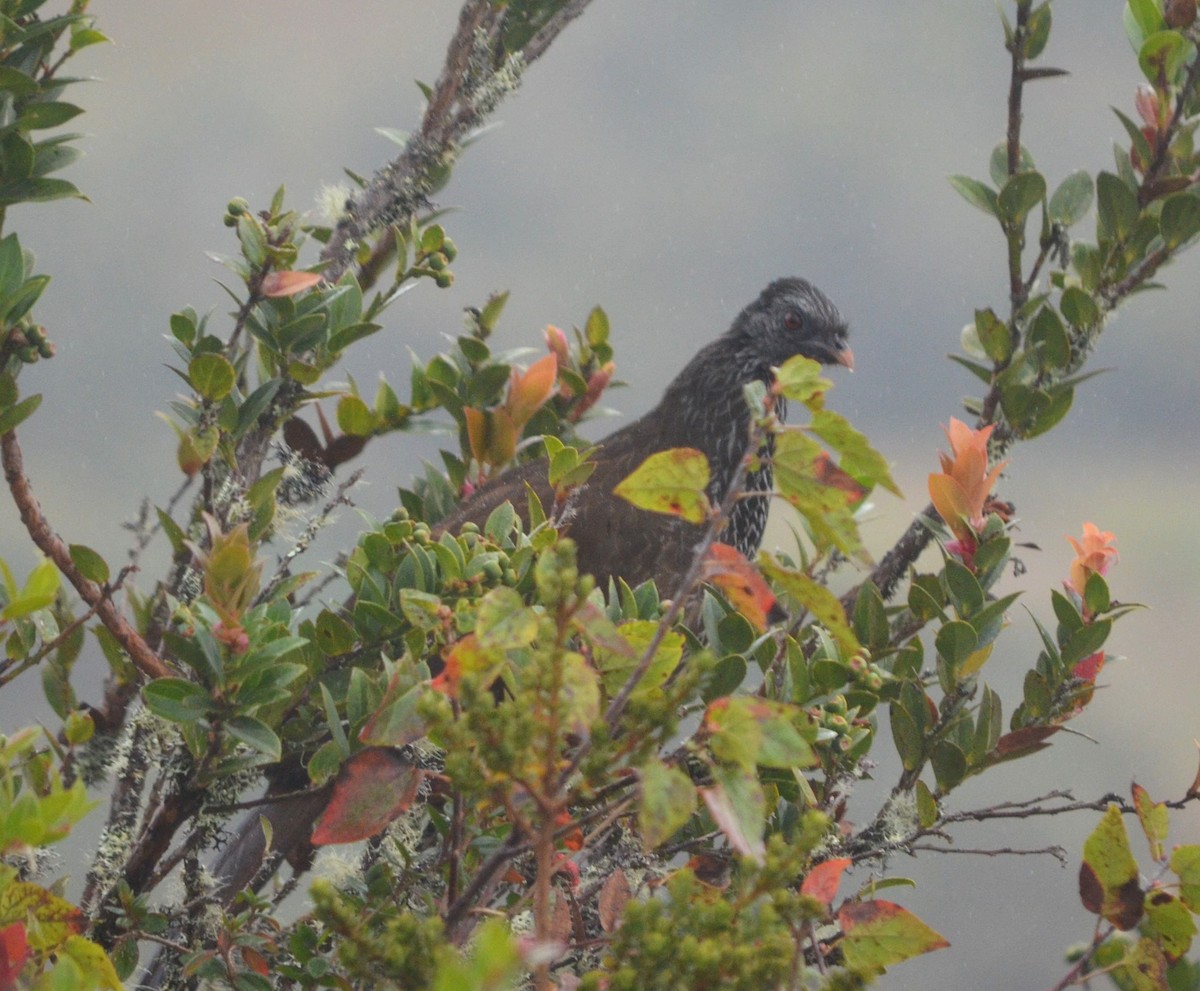 Andean Guan - ML609024045