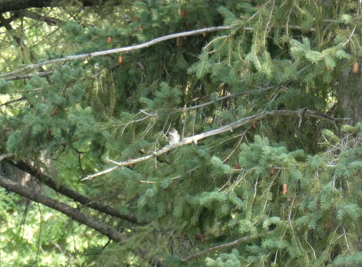 new world flycatcher sp. - ML609024061