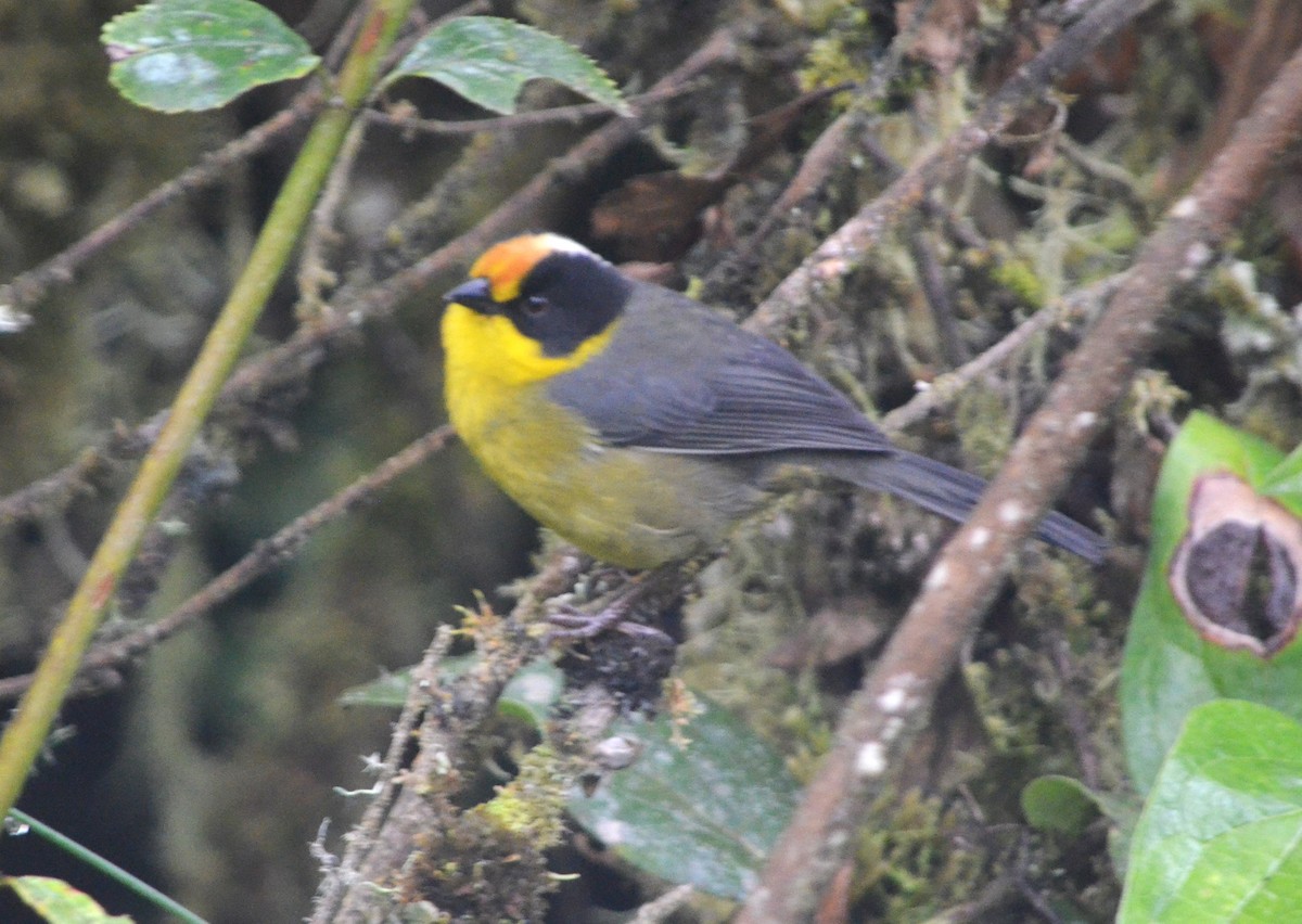 Pale-naped Brushfinch - ML609024067