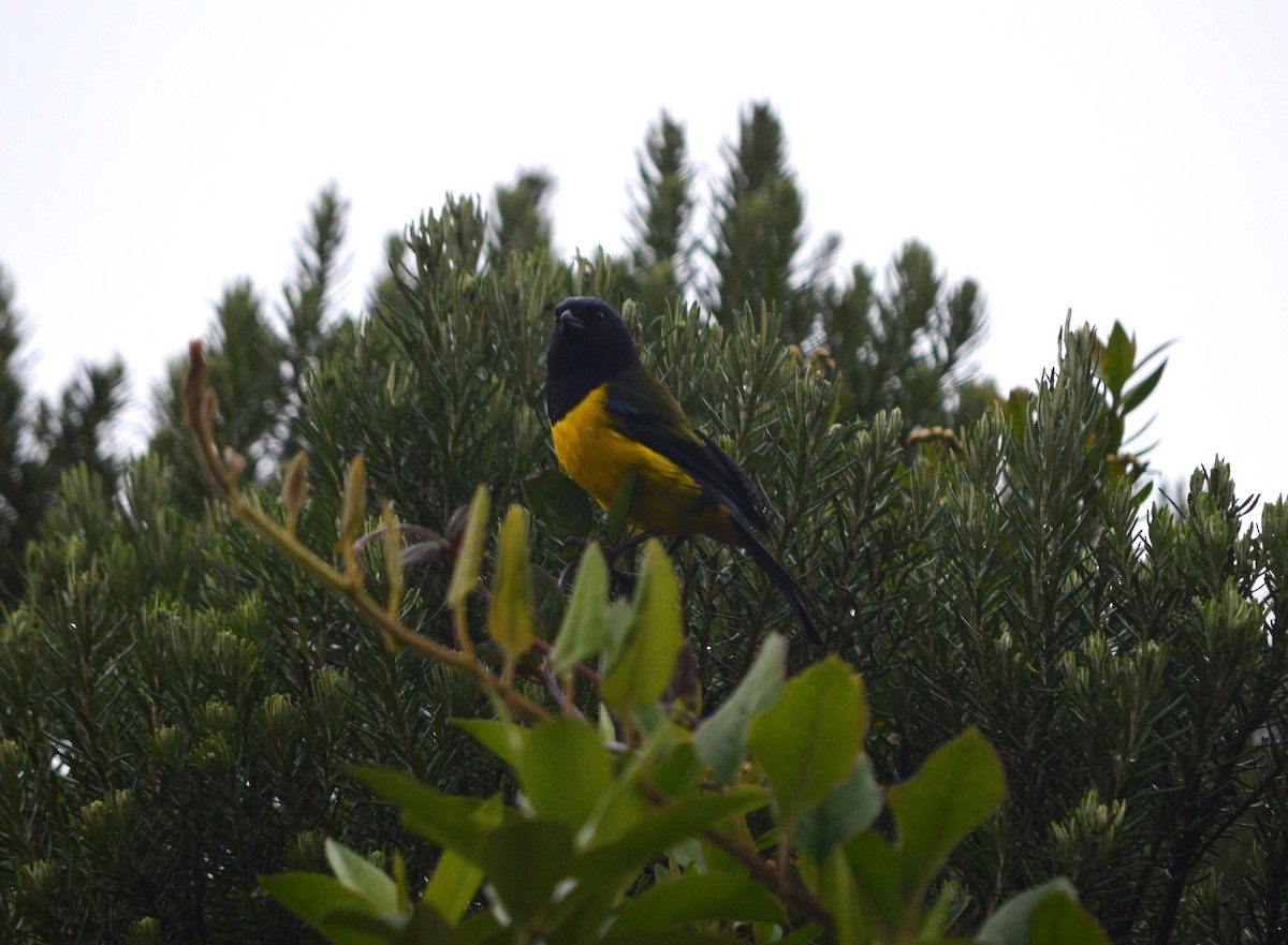 Black-chested Mountain Tanager - ML609024083