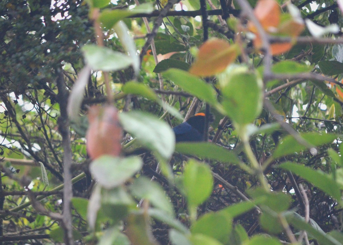 Golden-crowned Tanager - ML609024093