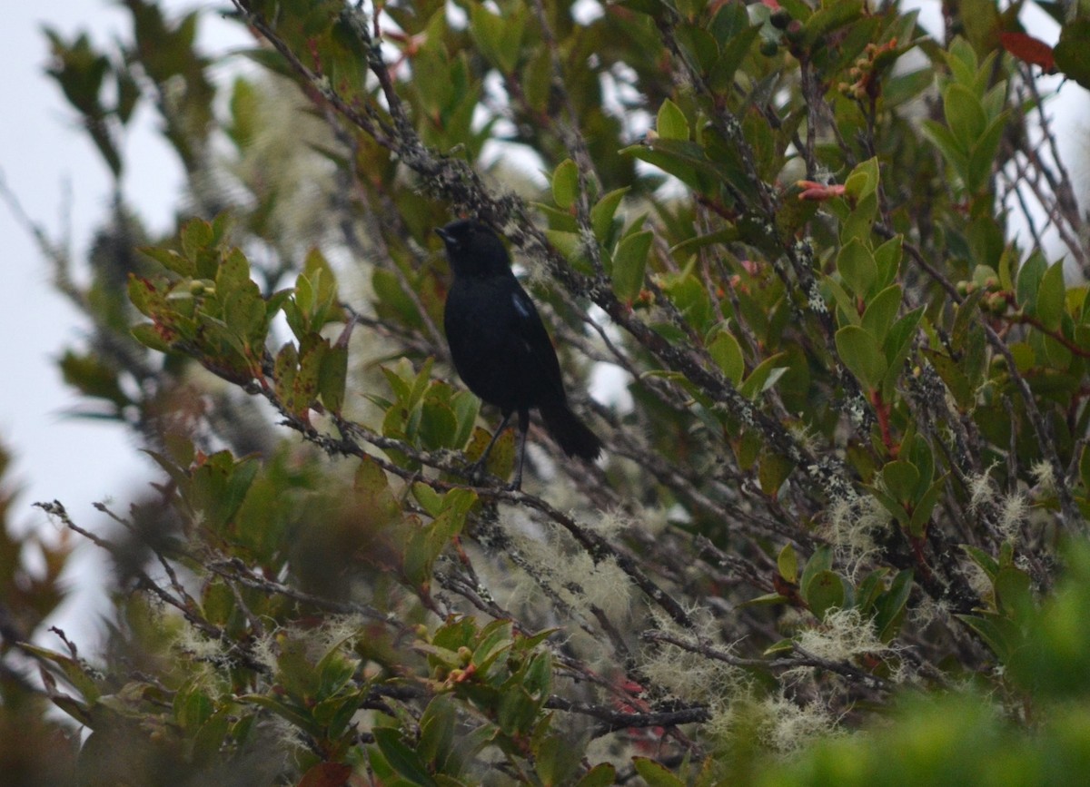 Black Flowerpiercer - ML609024102
