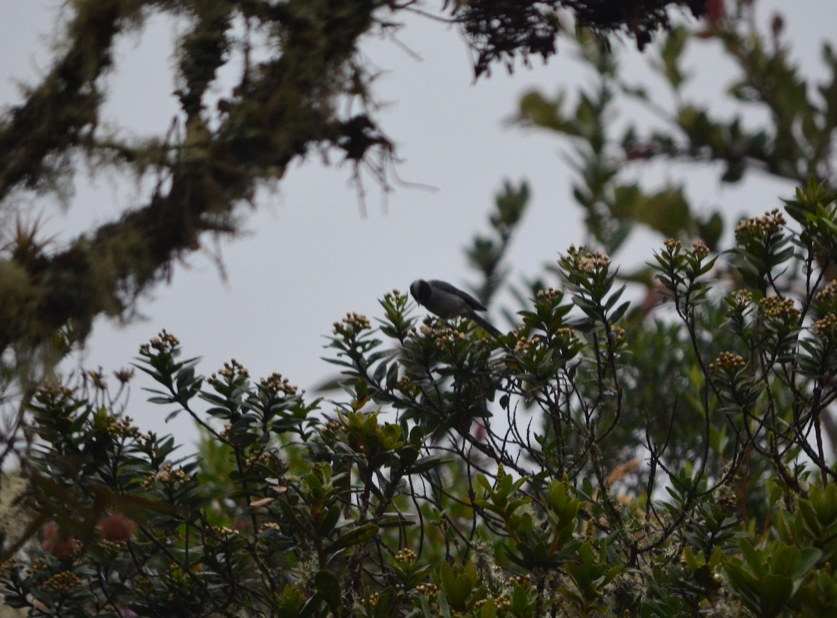 Black-headed Hemispingus - ML609024103