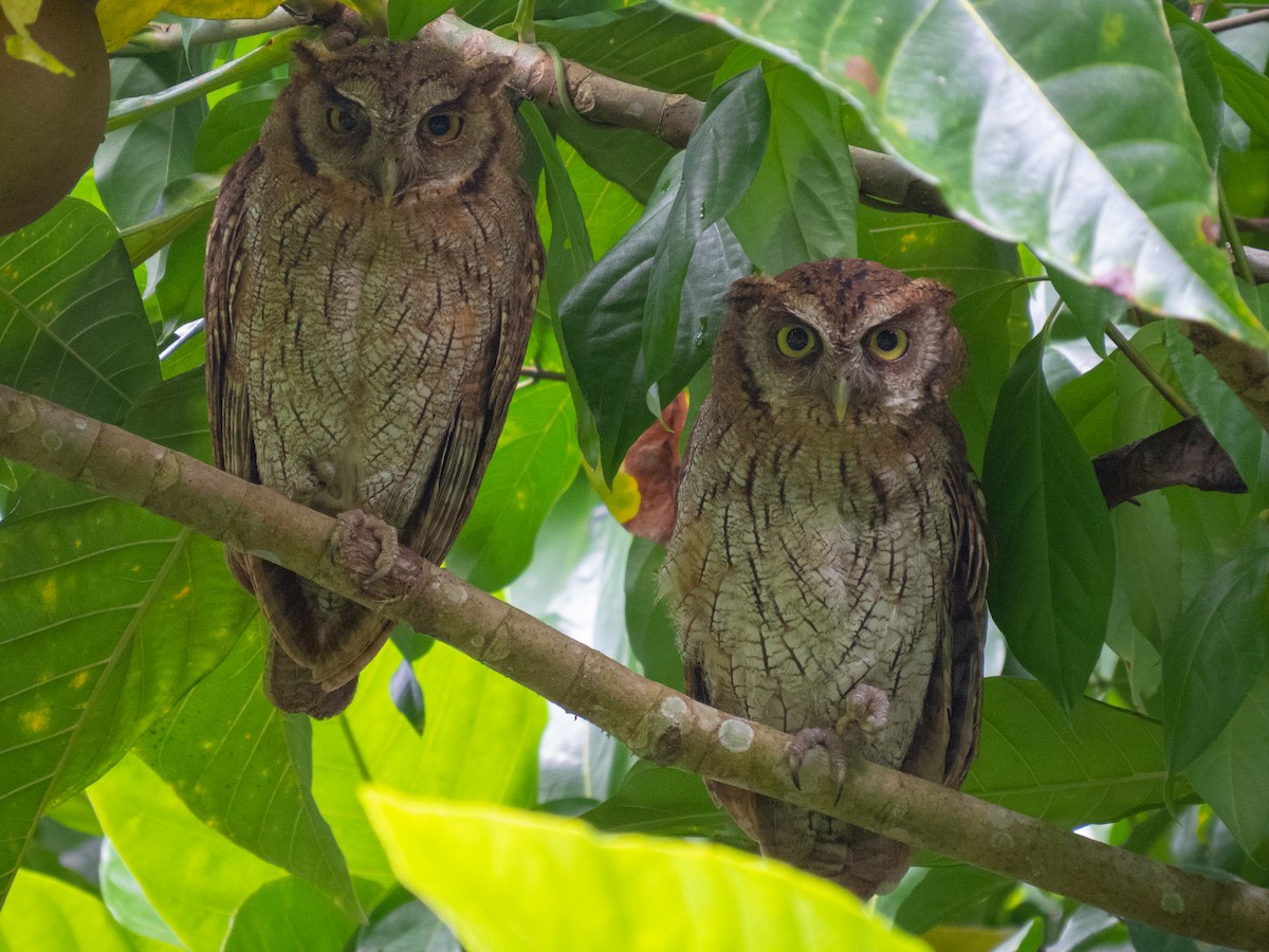 Tropical Screech-Owl - ML609024213