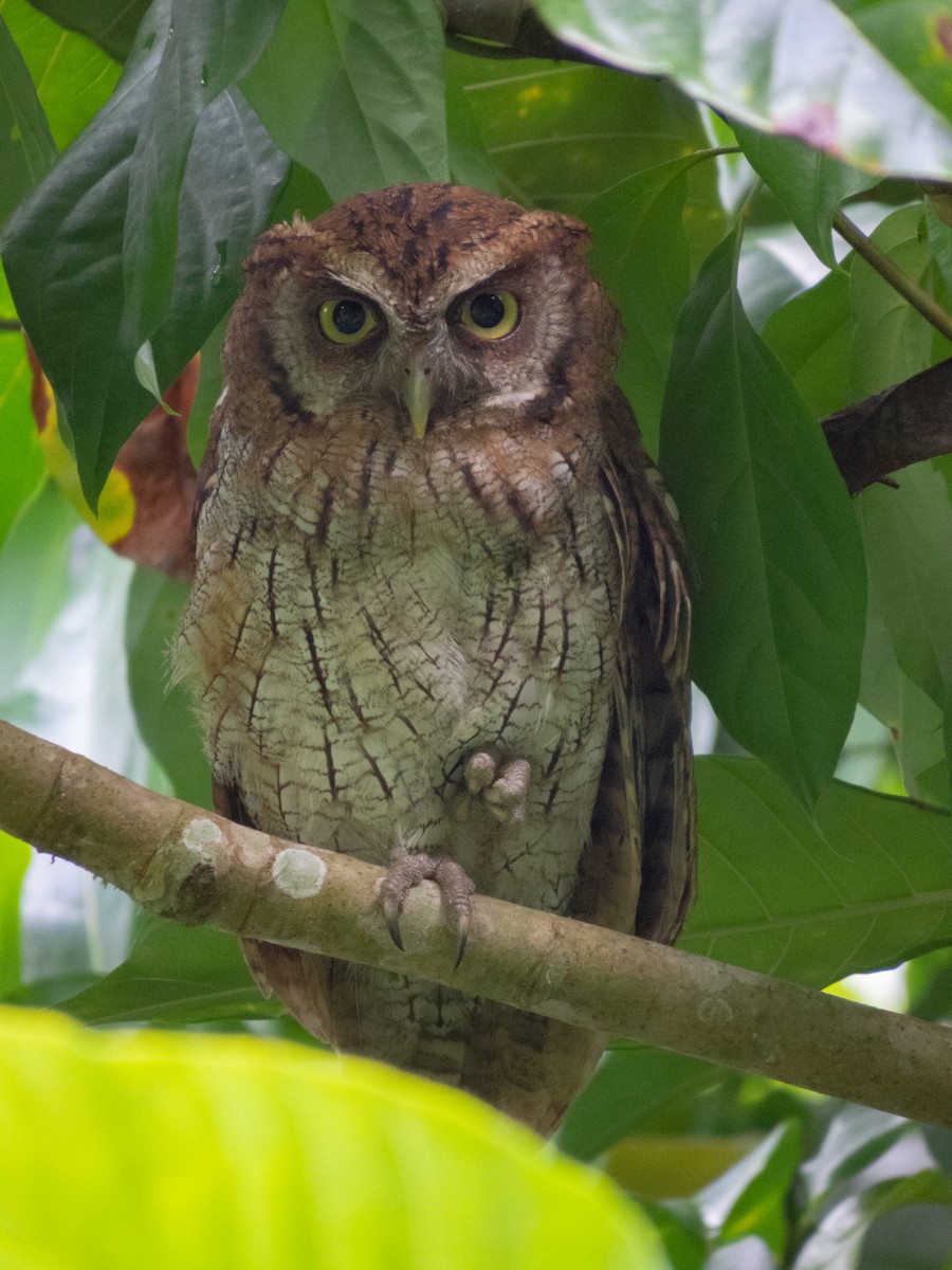Tropical Screech-Owl - ML609024216