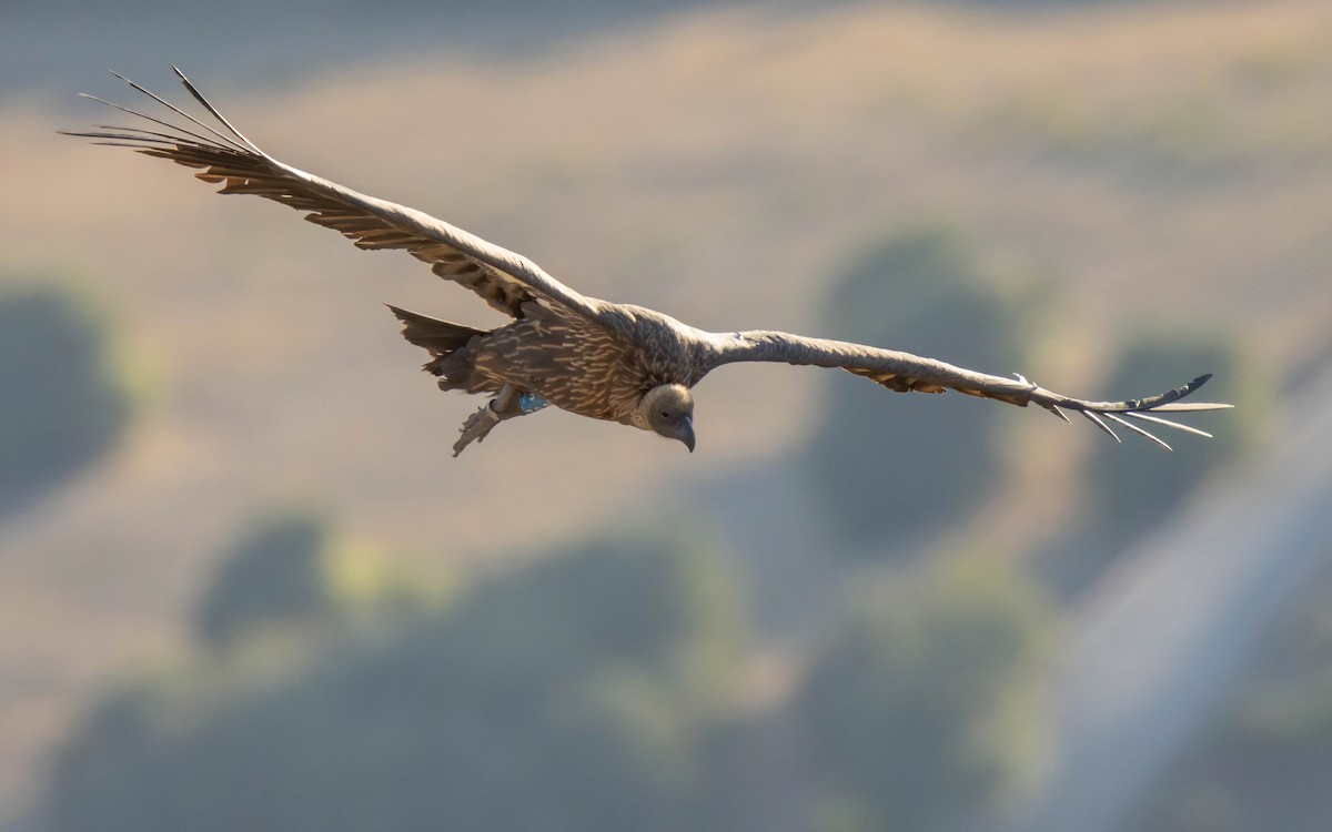 White-backed Vulture - ML609024271