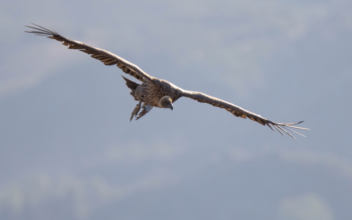 White-backed Vulture - ML609024272