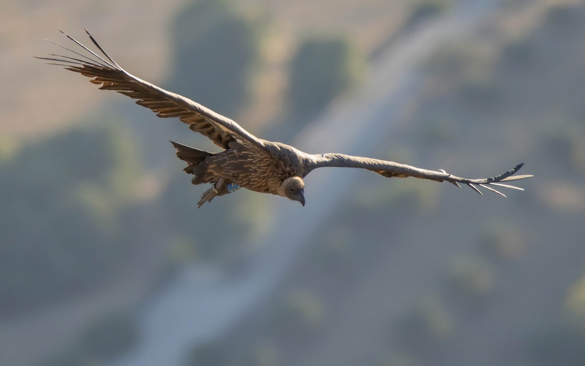 White-backed Vulture - Andrés  Rojas Sánchez