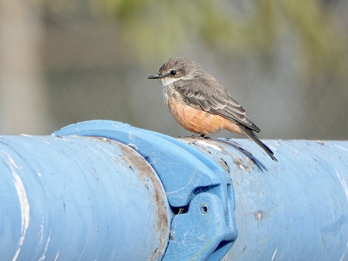 Vermilion Flycatcher - Brian Daniels