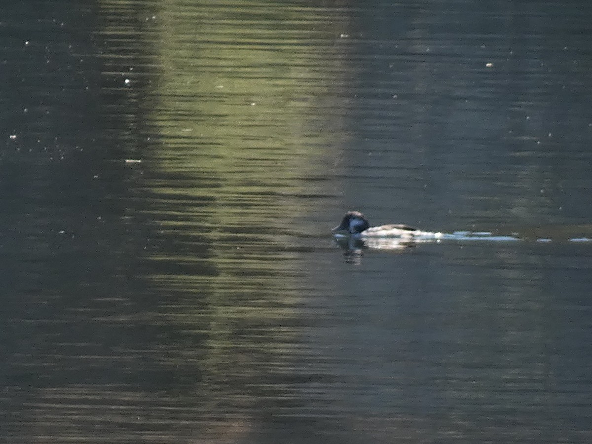 Bufflehead - ML609024380