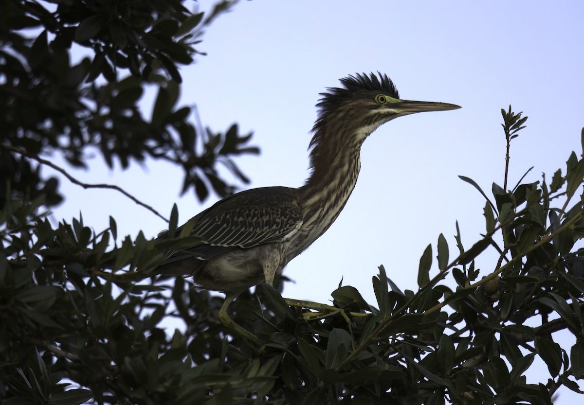 Green Heron - ML609024543