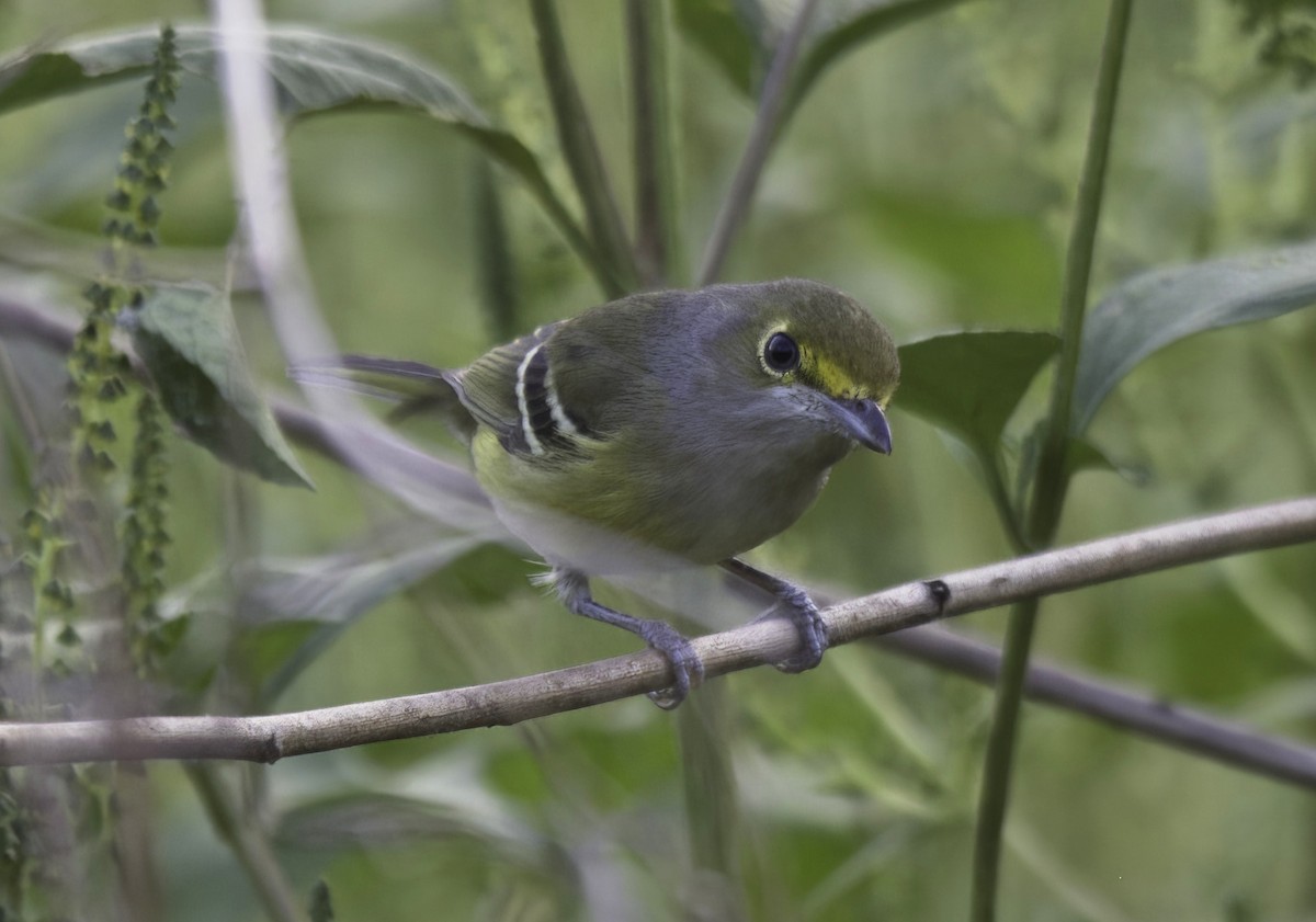 Weißaugenvireo - ML609024557