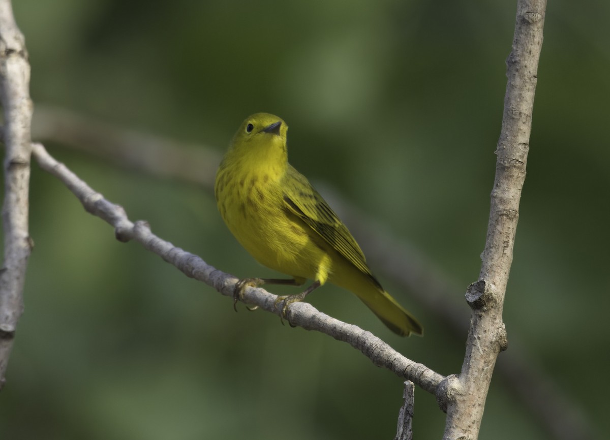 Yellow Warbler - ML609024567