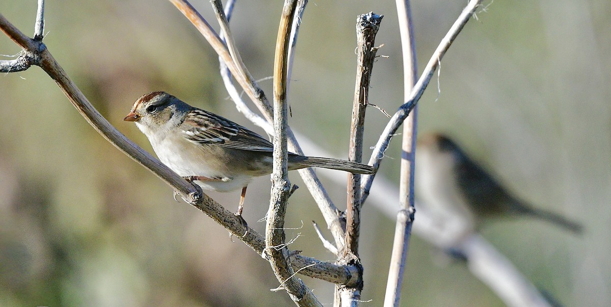 White-crowned Sparrow - ML609024745