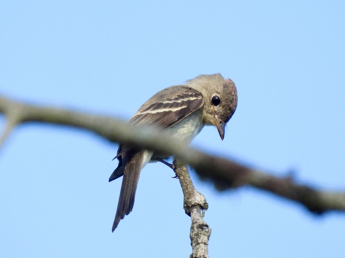 Eastern Wood-Pewee - ML609024760