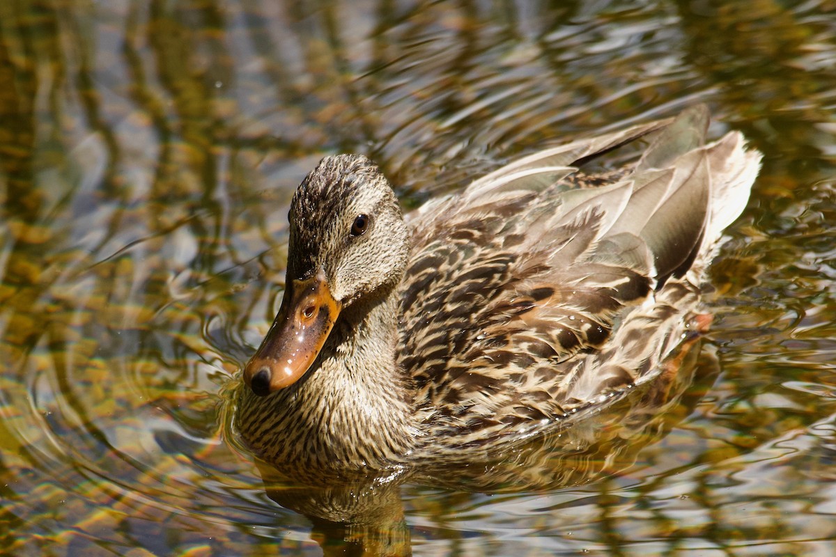 Canard colvert - ML609024814