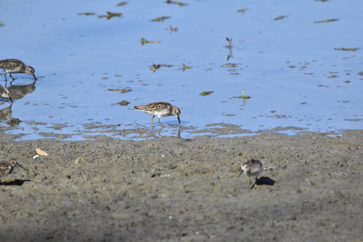 Least Sandpiper - ML609024890