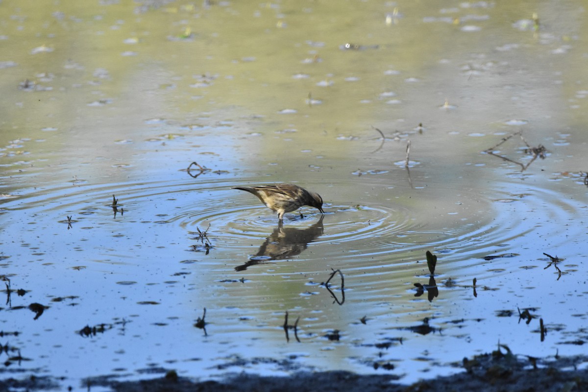 American Pipit - ML609024908