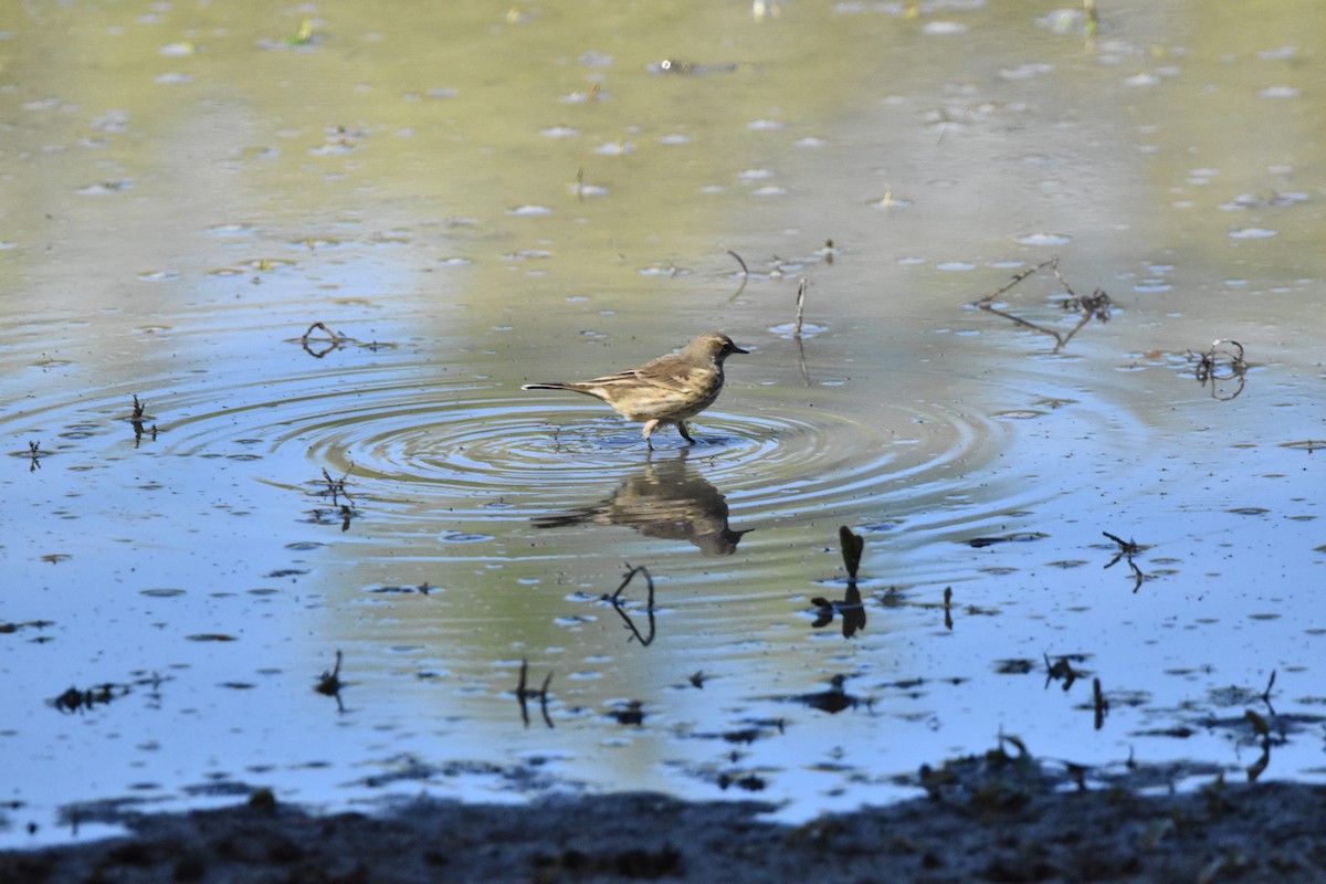 American Pipit - ML609024911