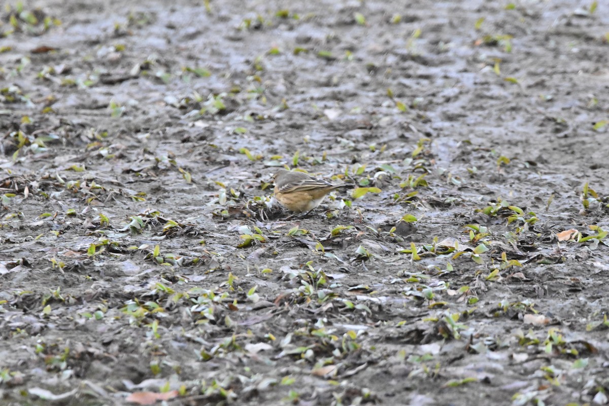 American Pipit - ML609024914