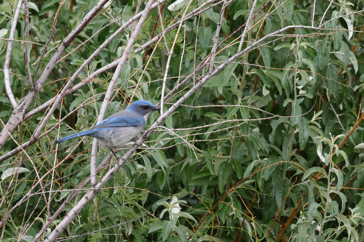 Woodhouse's Scrub-Jay - ML609024927