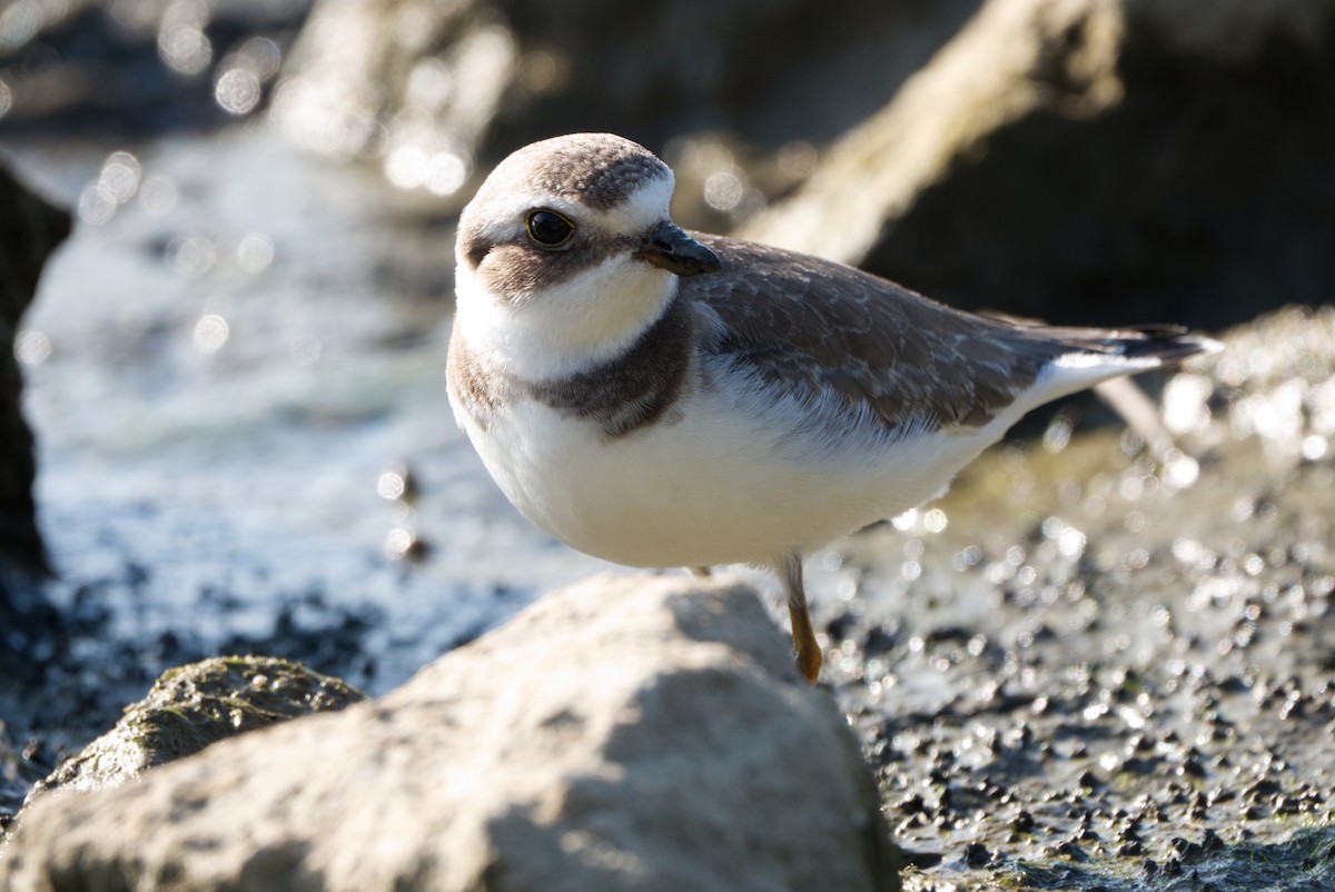 Semipalmated Plover - ML609024999