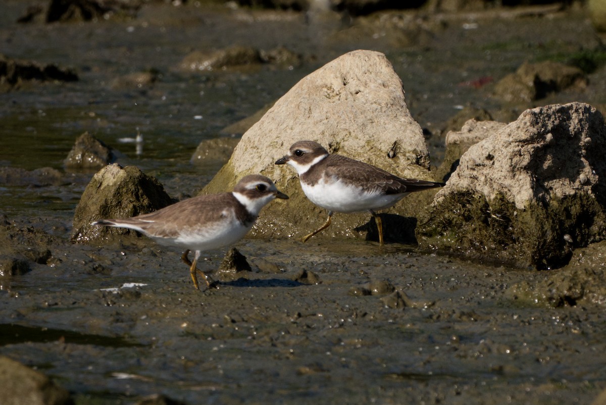 Semipalmated Plover - ML609025048