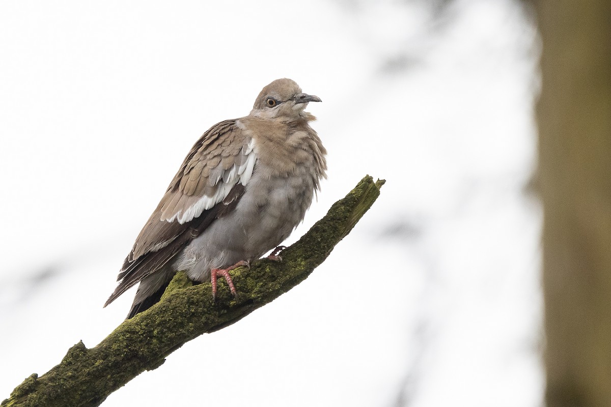 White-winged Dove - ML609025105