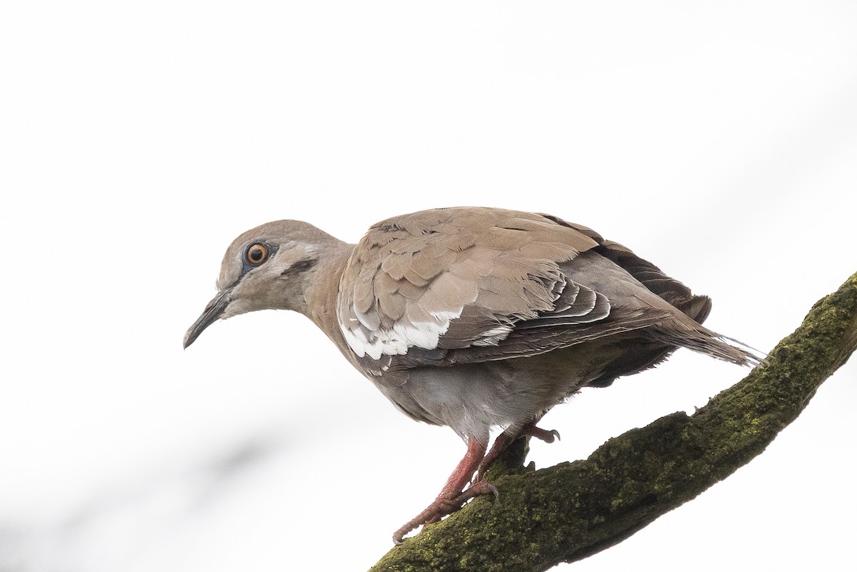 White-winged Dove - ML609025118