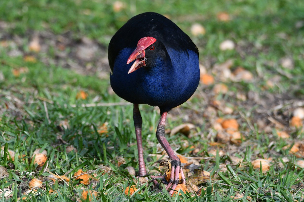 Australasian Swamphen - ML609025418