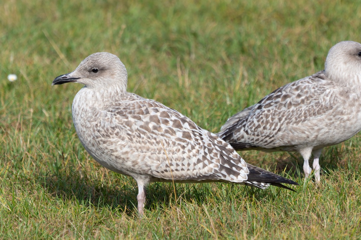 Herring Gull - ML609025477