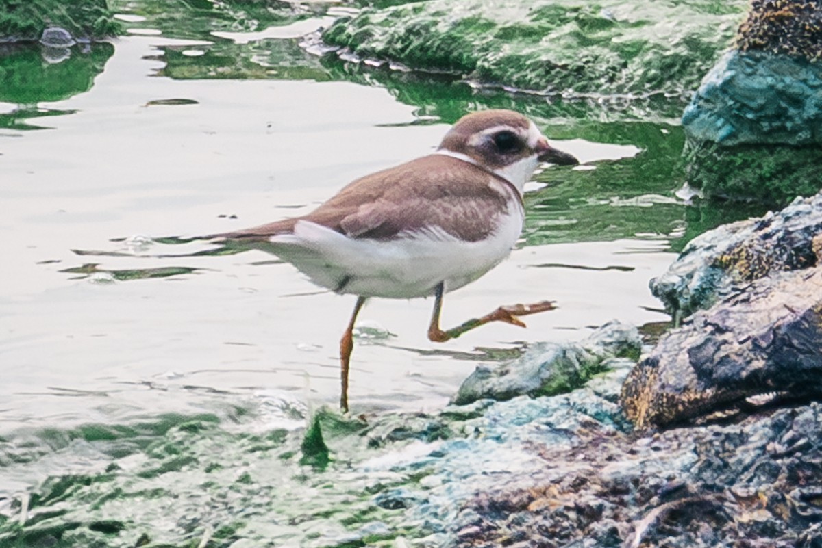 Semipalmated Plover - Cheryl TenBrink