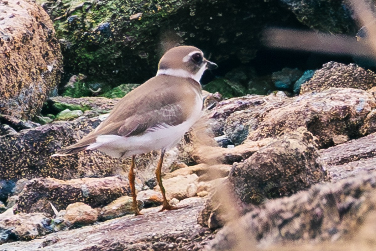 Semipalmated Plover - ML609025508