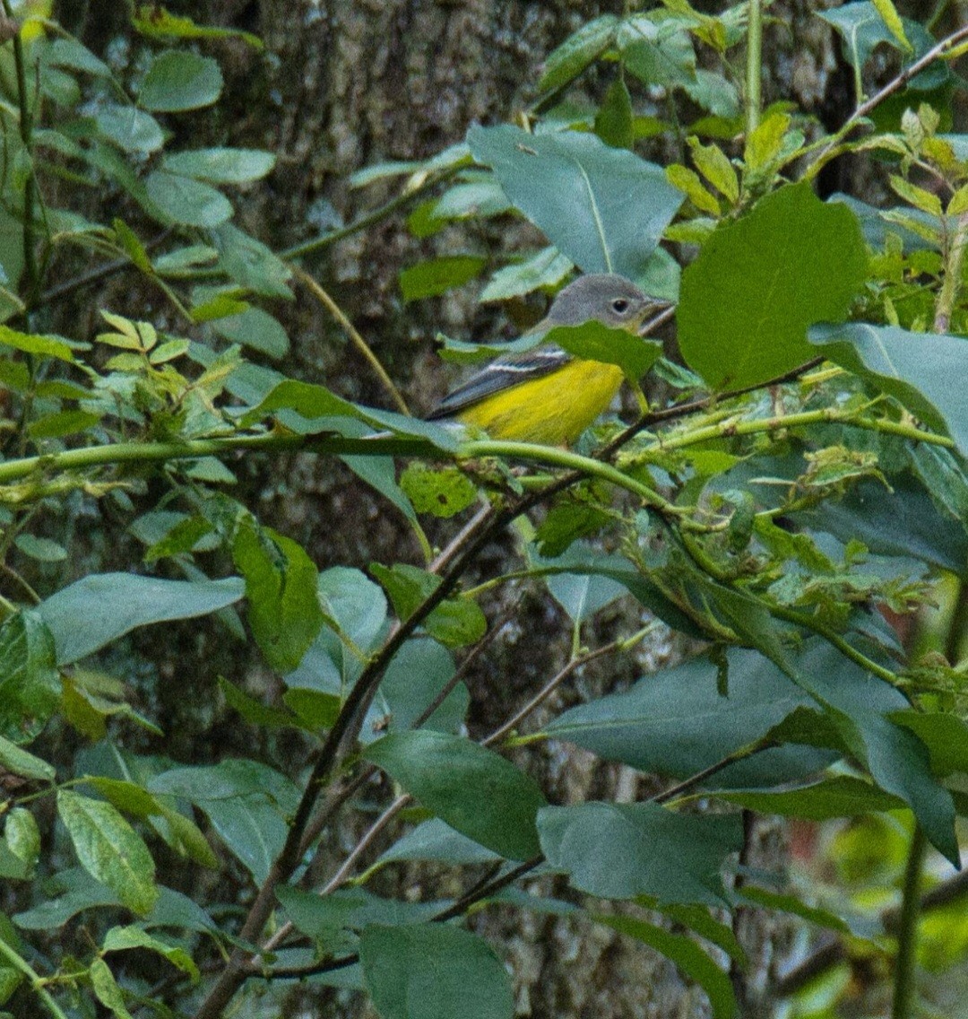 Magnolia Warbler - ML609025540