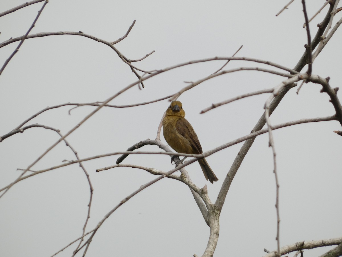 Variable Seedeater - Mattis Pagany