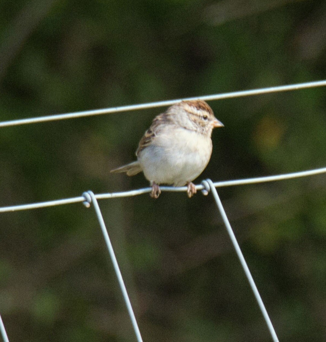 Chipping Sparrow - ML609025562