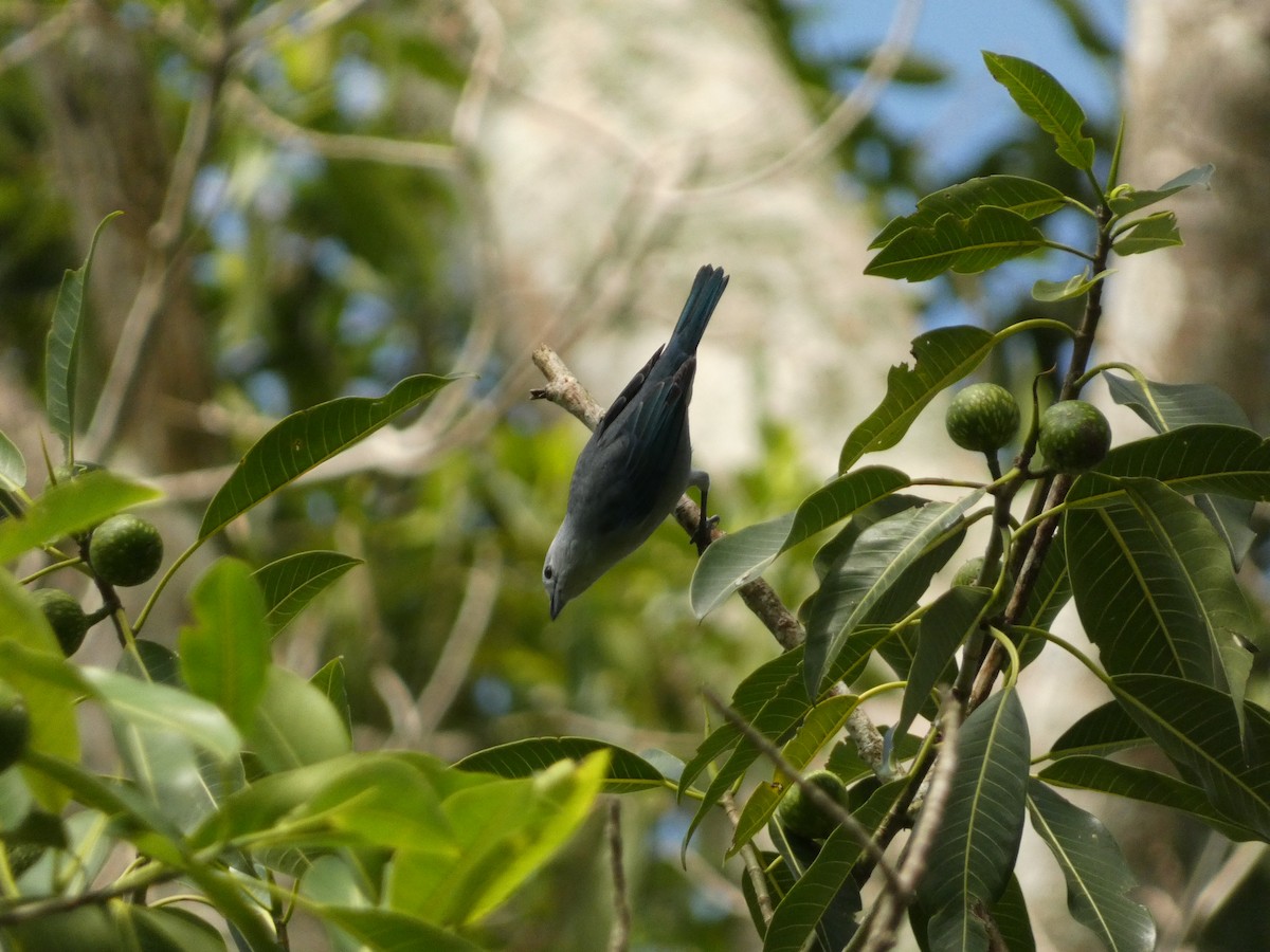 Blue-gray Tanager - ML609025597