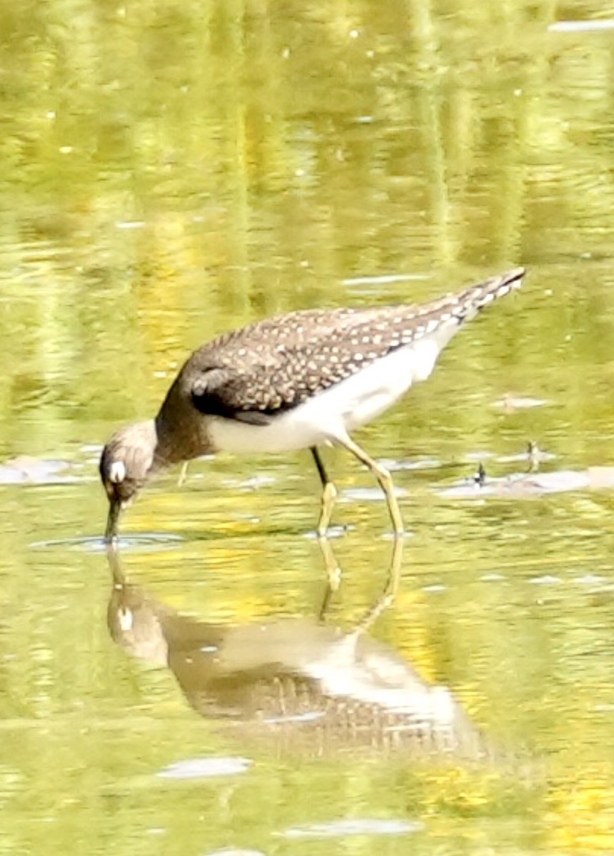 Solitary Sandpiper - ML609025641