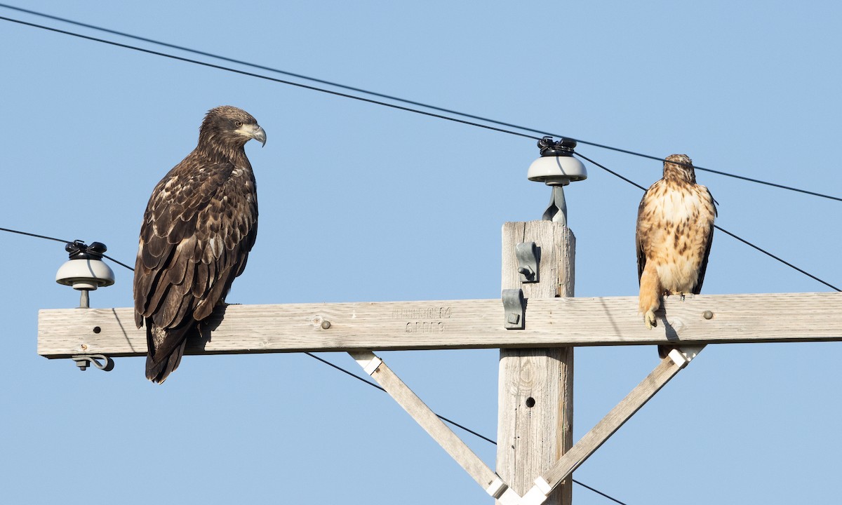 Bald Eagle - ML609025645