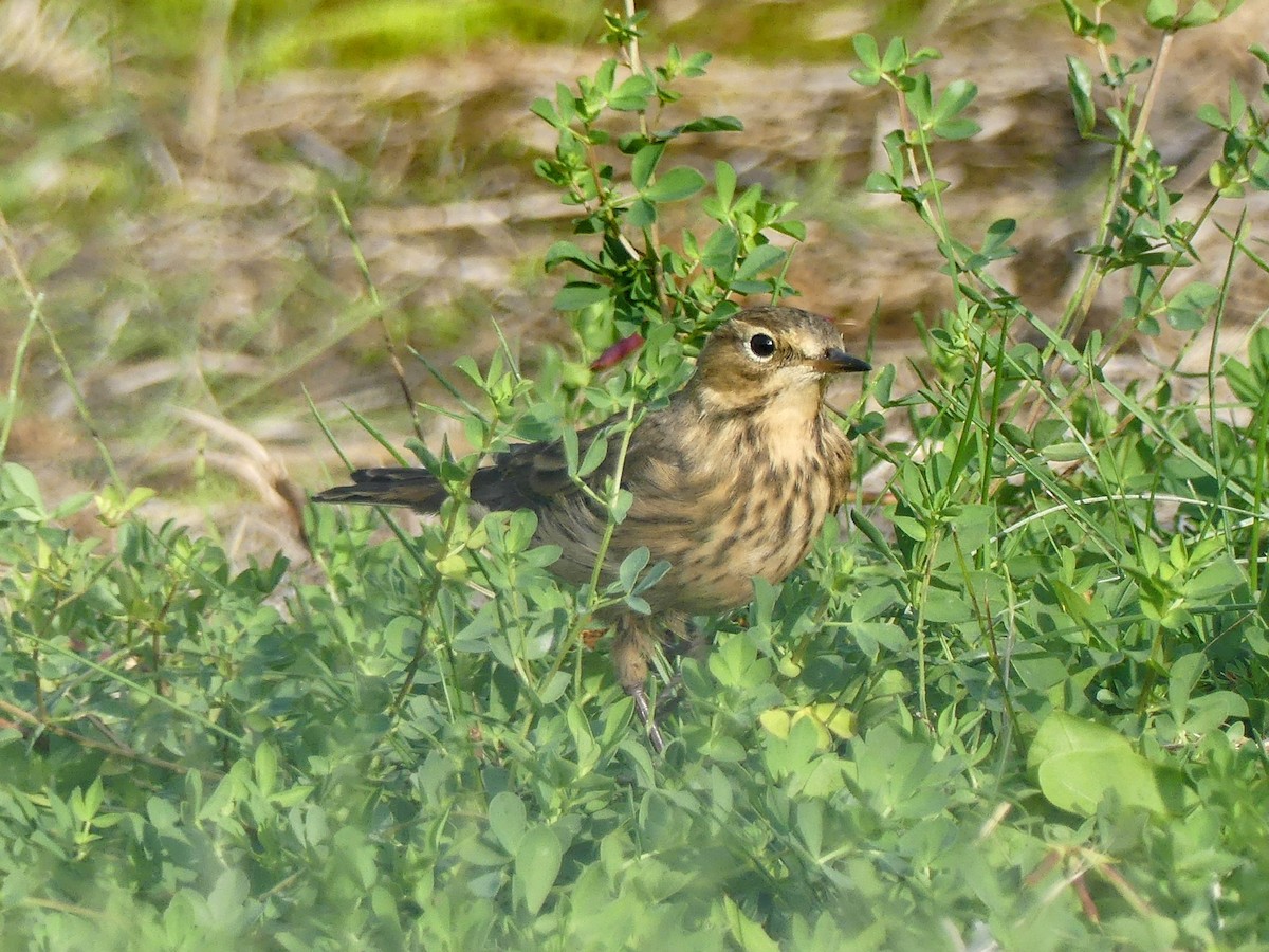 Pipit d'Amérique - ML609025648