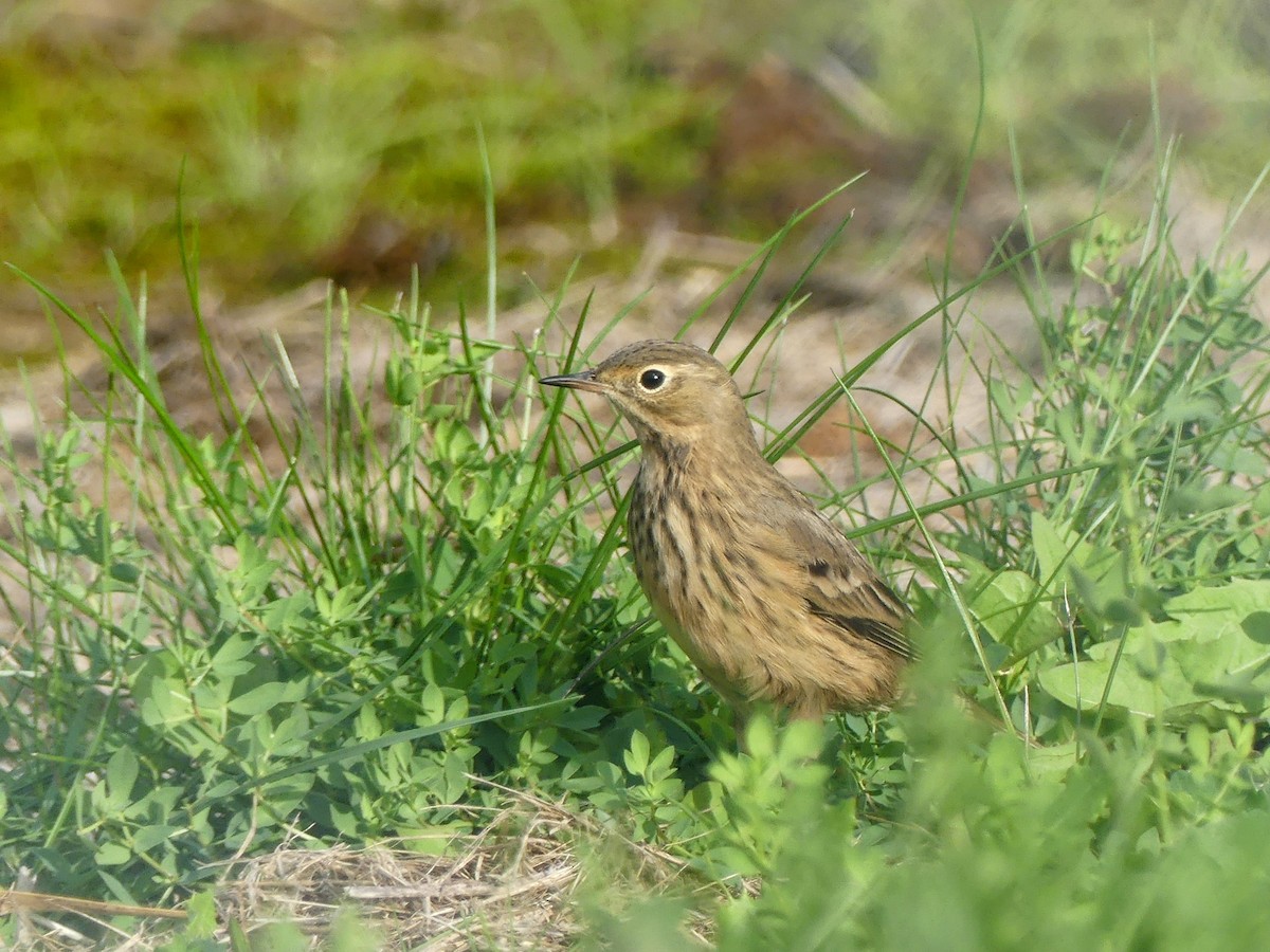 American Pipit - ML609025649