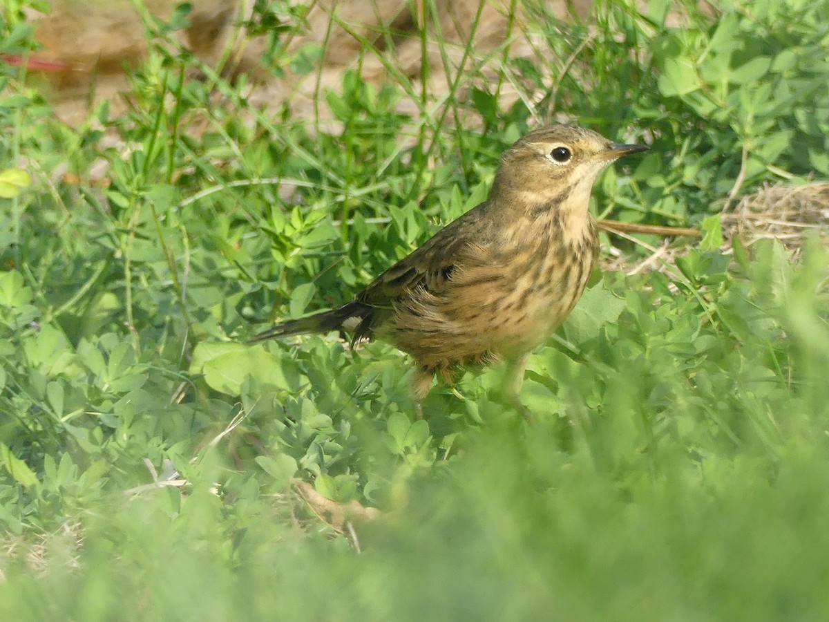 American Pipit - ML609025651